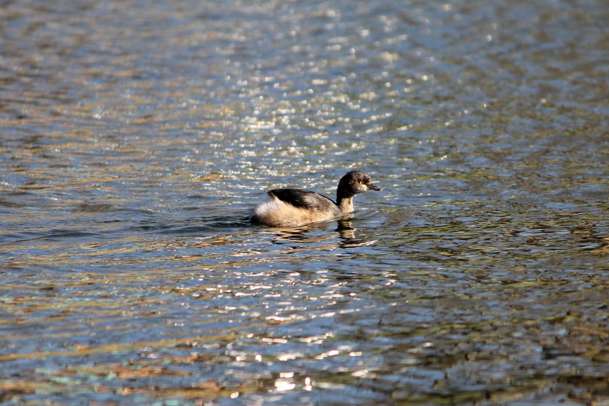 Australasian Grebe (Tachybaptus novaehollandiae)