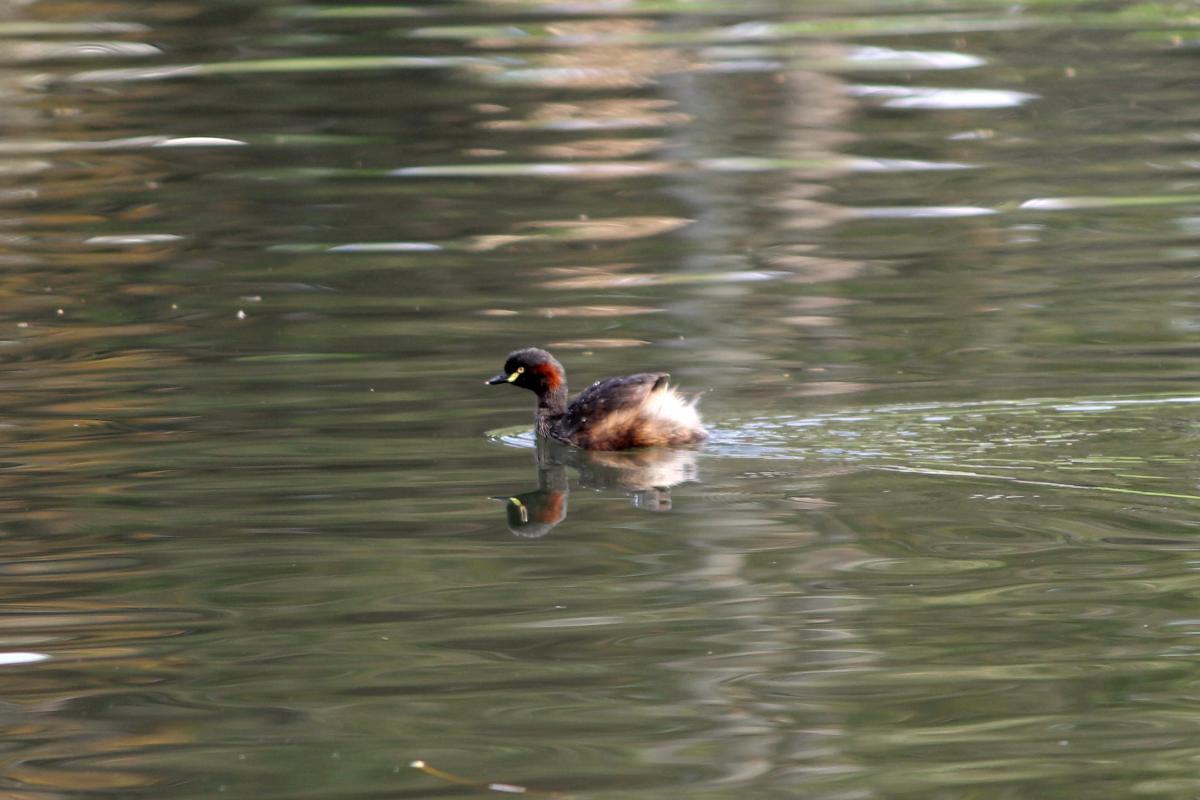 Australasian Grebe (Tachybaptus novaehollandiae)