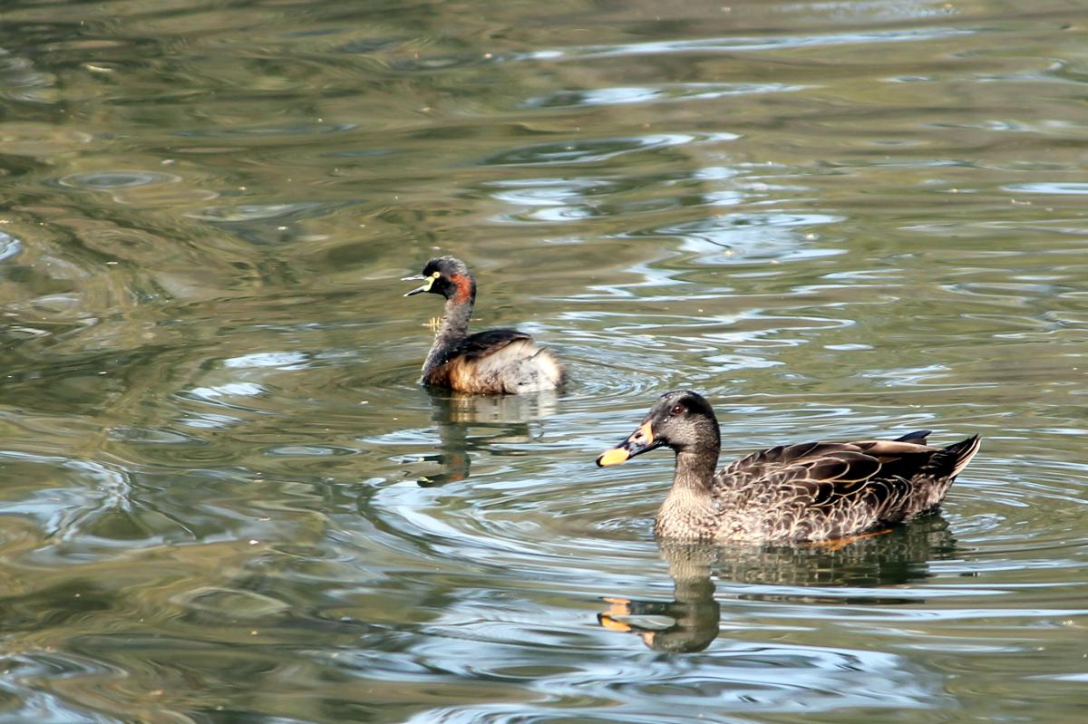 Australasian Grebe (Tachybaptus novaehollandiae)