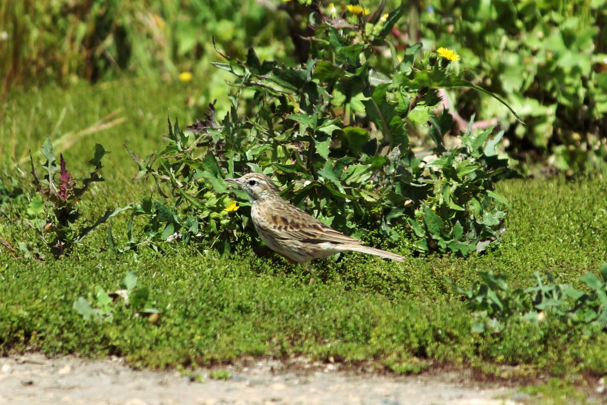 Australasian Pipit (Anthus novaeseelandiae), Unnamed Road, Joanna, South Australia, Australia, 2011-10-30 Australasian Pipit (Anthus novaeseelandiae)