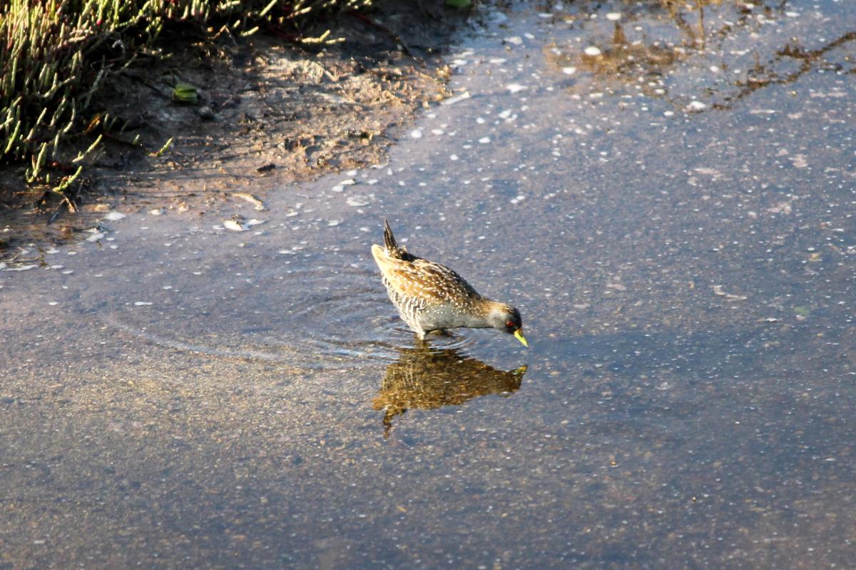 Australian Crake (Porzana fluminea)