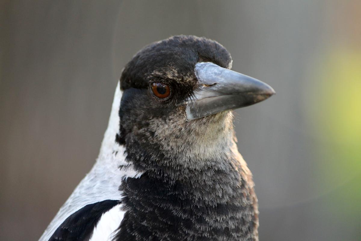 Australian Magpie (Cracticus tibicen)