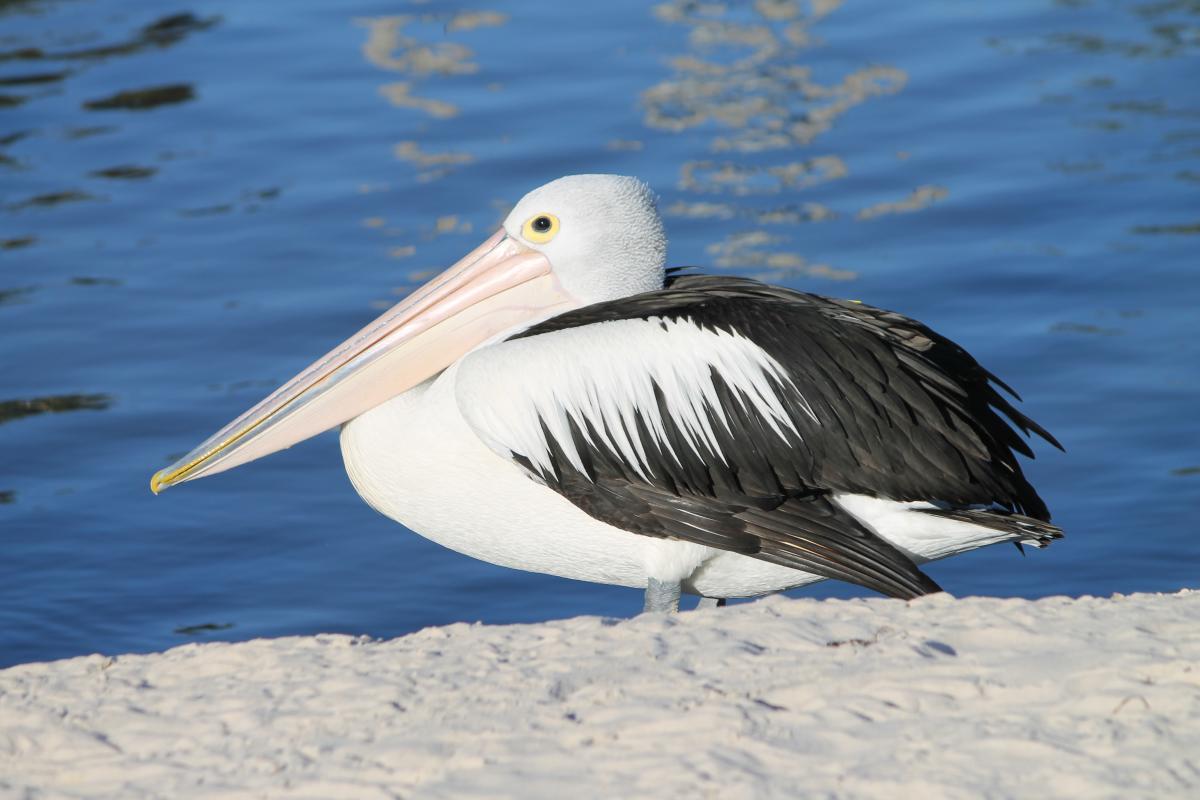Australian Pelican (Pelecanus conspicillatus)