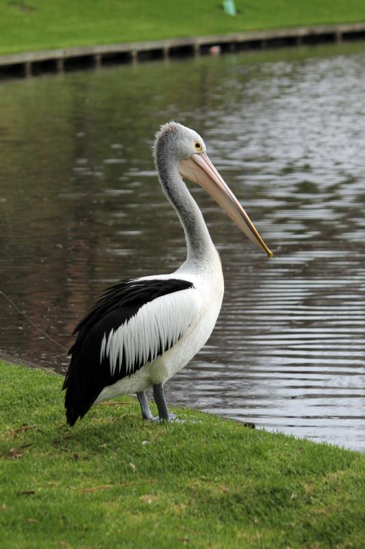 Australian Pelican (Pelecanus conspicillatus)