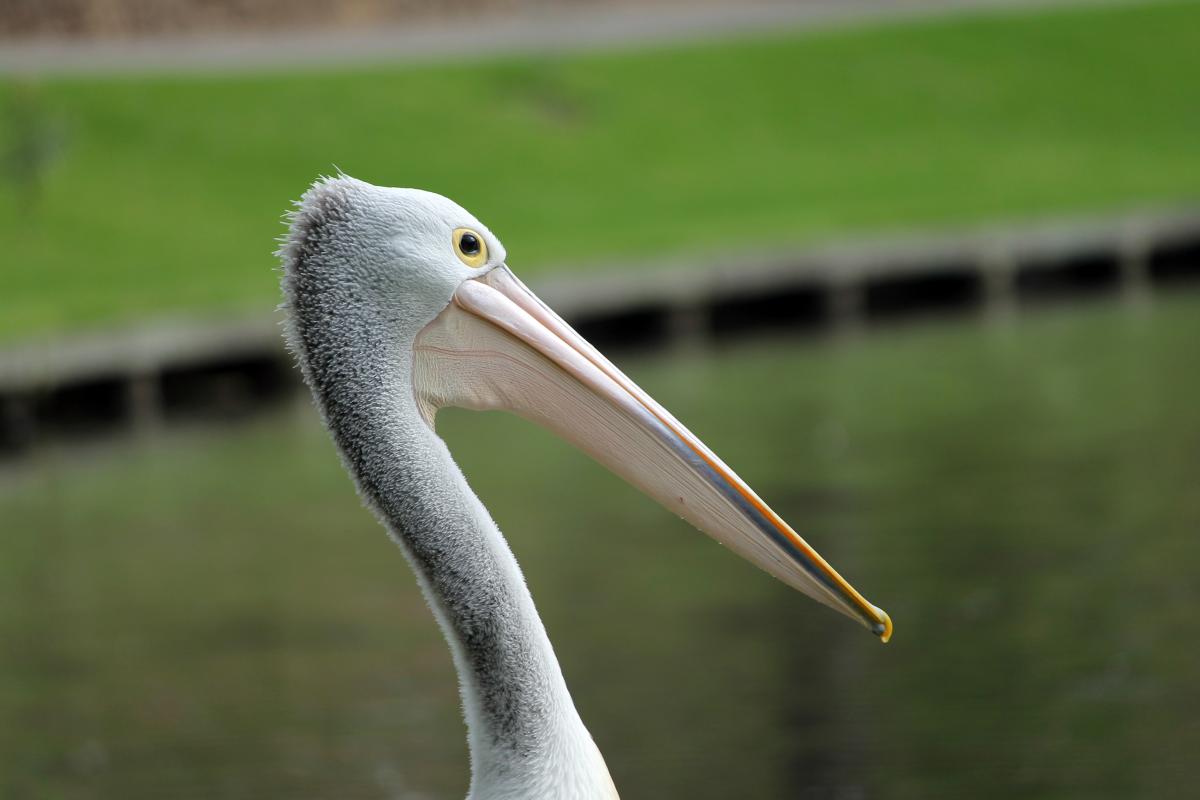 Australian Pelican (Pelecanus conspicillatus)