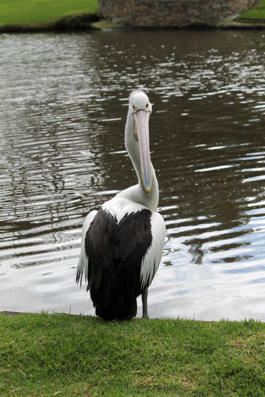 Australian Pelican (Pelecanus conspicillatus)