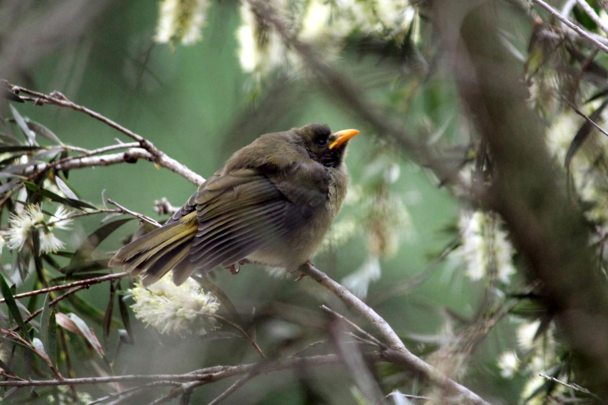 Bell Miner (Manorina melanophrys)