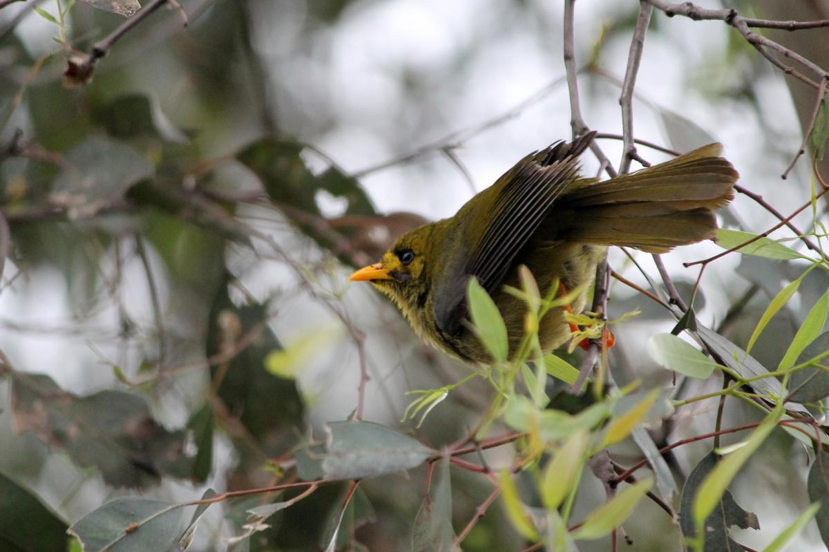 Bell Miner (Manorina melanophrys)
