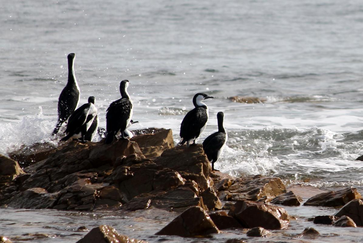 Black-faced Cormorant (Phalacrocorax fuscescens), Adelaide, Moana, South Australia, Australia, 2011-08-14 Black-faced Cormorant (Phalacrocorax fuscescens)