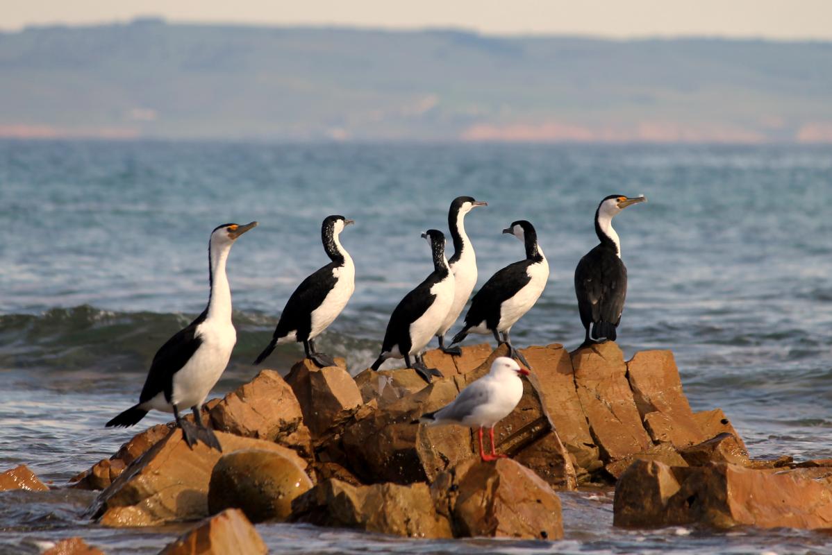Black-faced Cormorant (Phalacrocorax fuscescens), Adelaide, Moana, South Australia, Australia, 2011-08-14 Black-faced Cormorant (Phalacrocorax fuscescens)