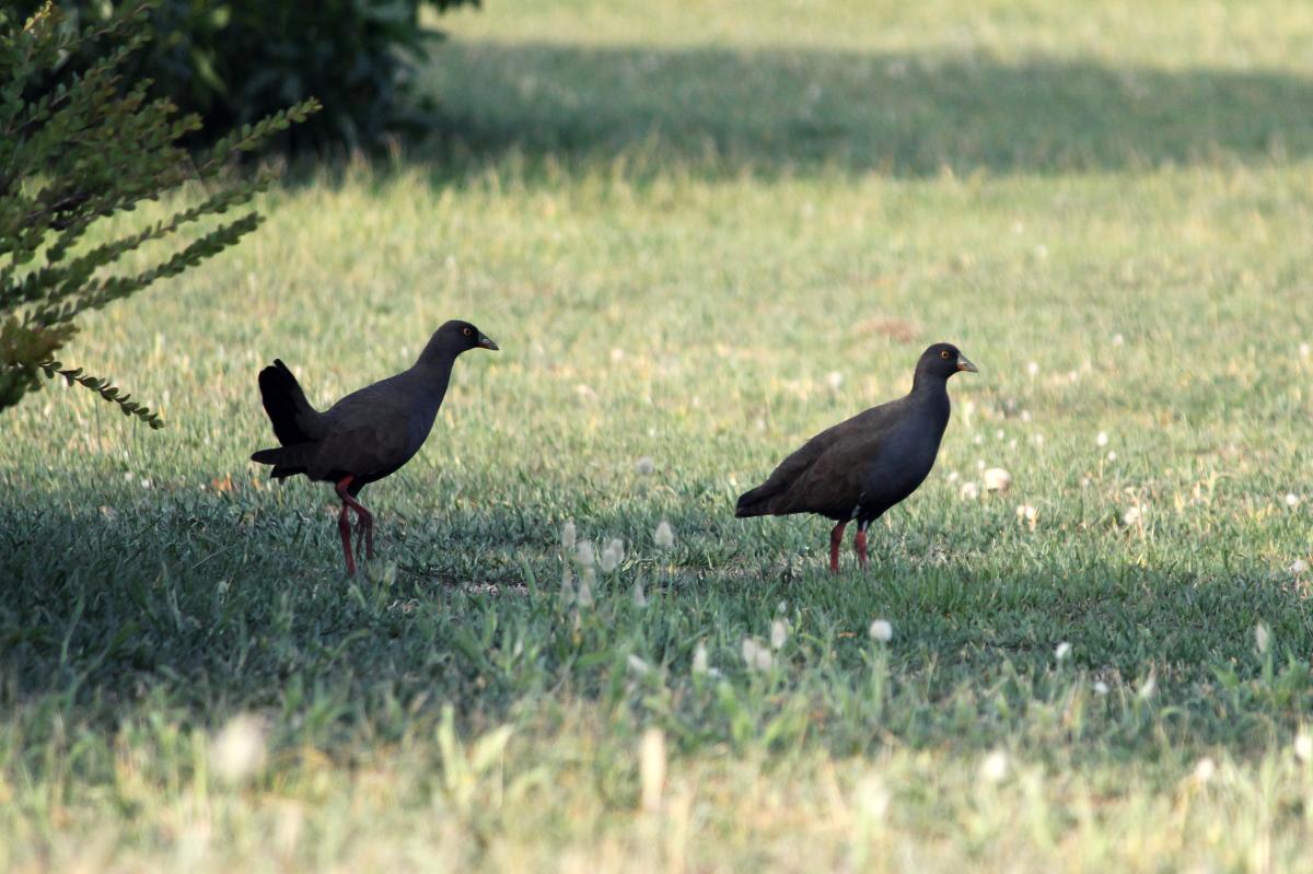 Black-tailed Nativehen (Gallinula ventralis)