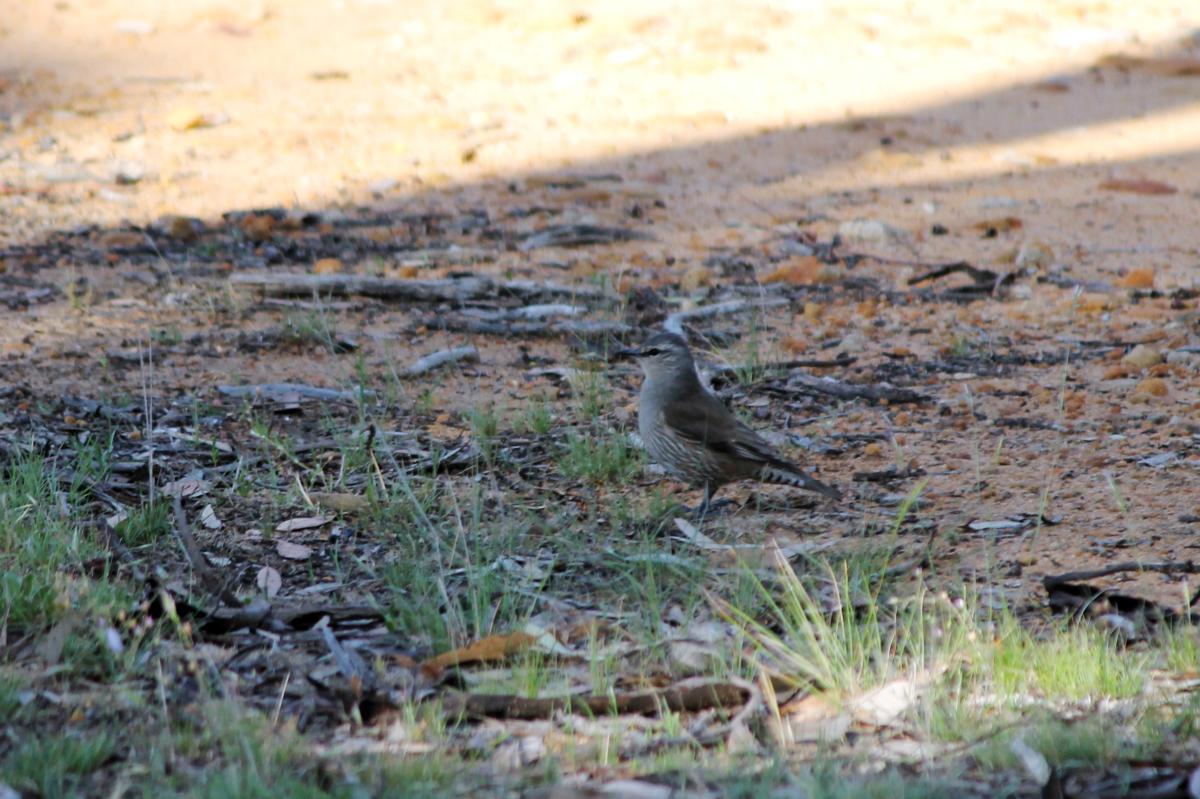 Brown Treecreeper (Climacteris picumnus)