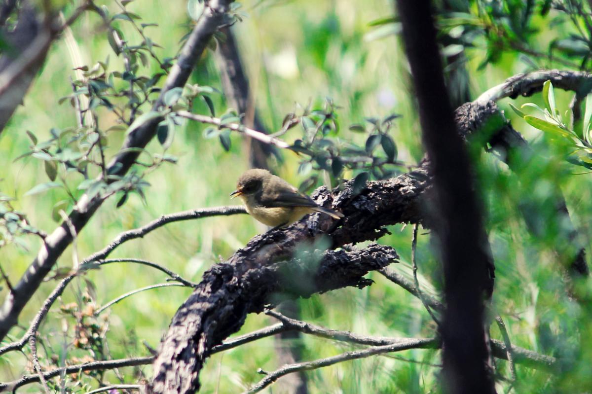 Buff-rumped Thornbill (Acanthiza reguloides)