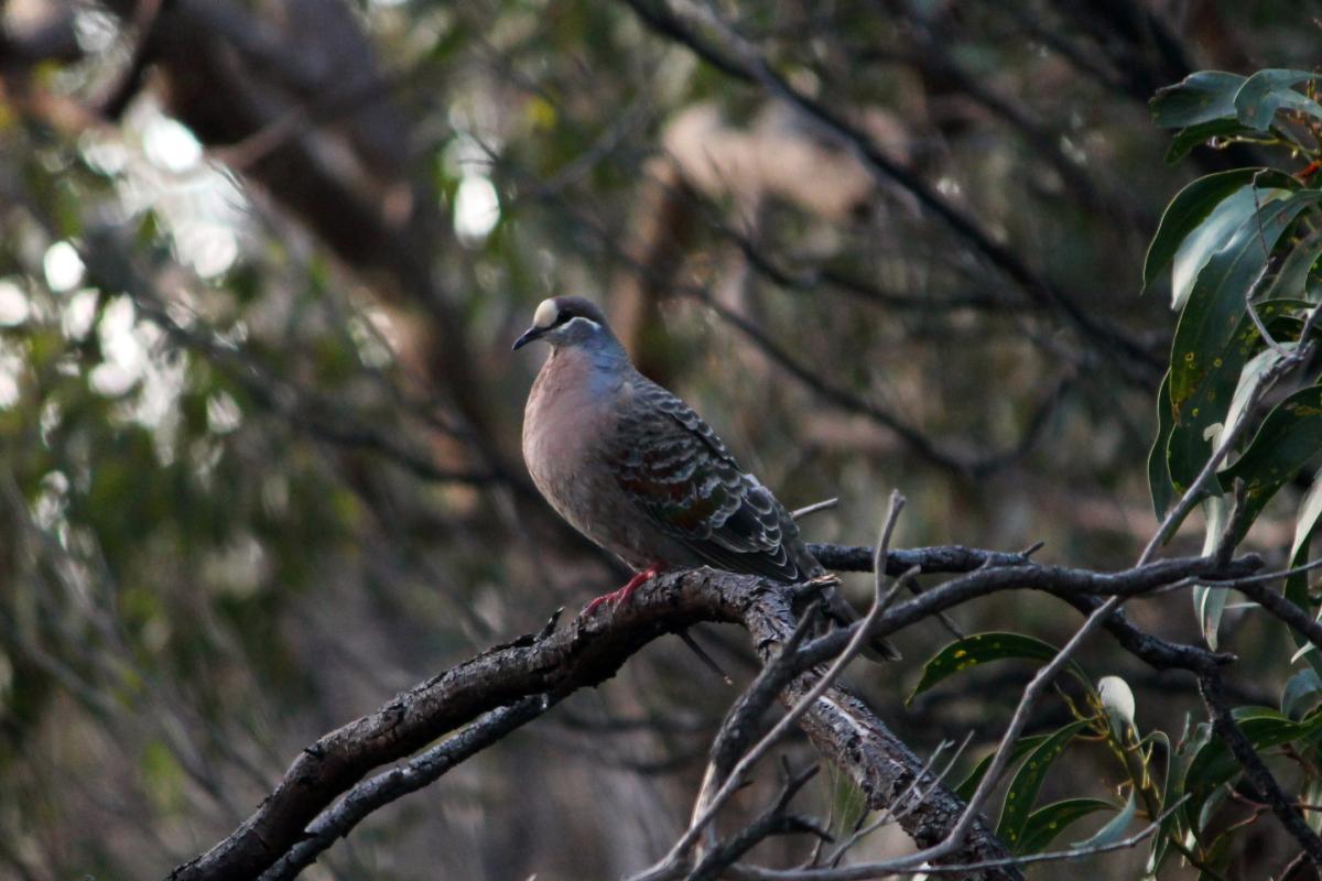 Common Bronzewing (Phaps chalcoptera)