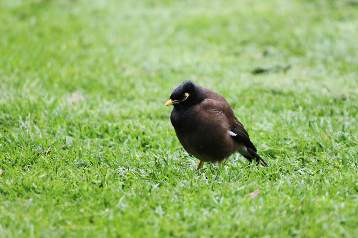 Common Myna (Acridotheres tristis)