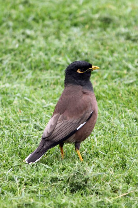 Common Myna (Acridotheres tristis)
