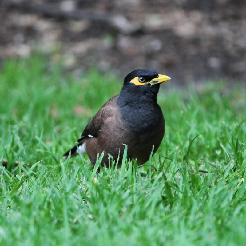 Common Myna (Acridotheres tristis)