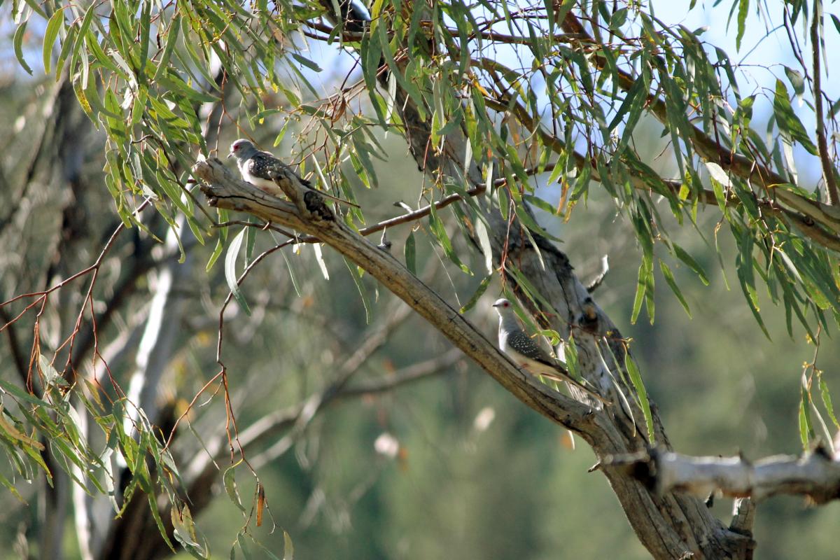 Diamond Dove (Geopelia cuneata)