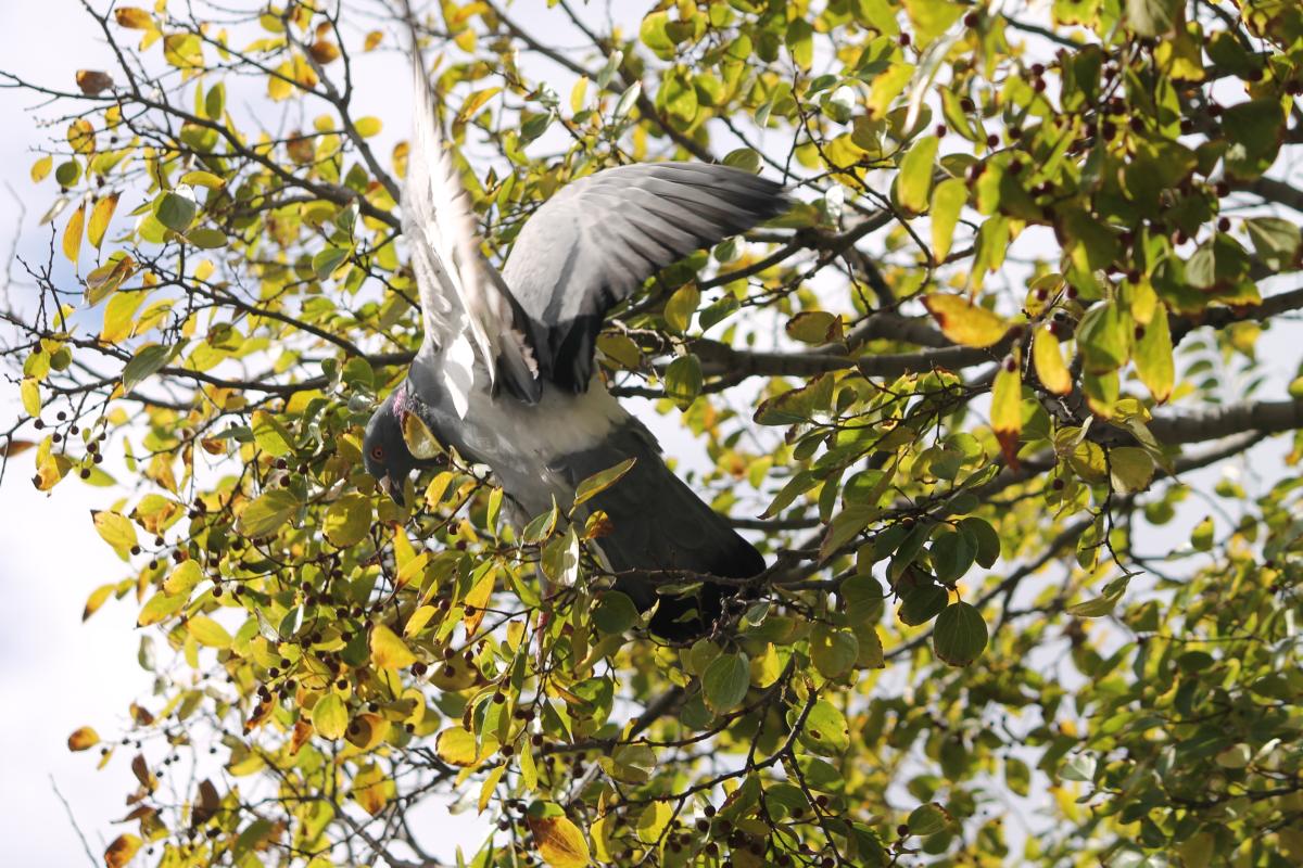Domestic Pigeon (Columba livia domestica)