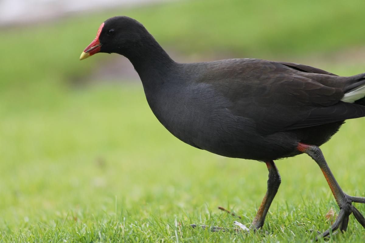Dusky Moorhen (Gallinula tenebrosa)
