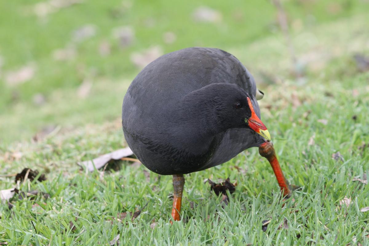 Dusky Moorhen (Gallinula tenebrosa)