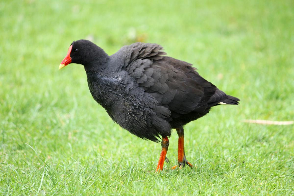 Dusky Moorhen (Gallinula tenebrosa)