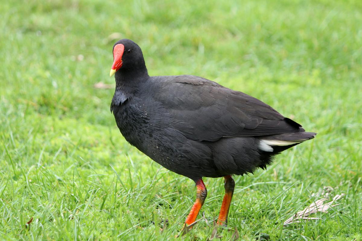 Dusky Moorhen (Gallinula tenebrosa)