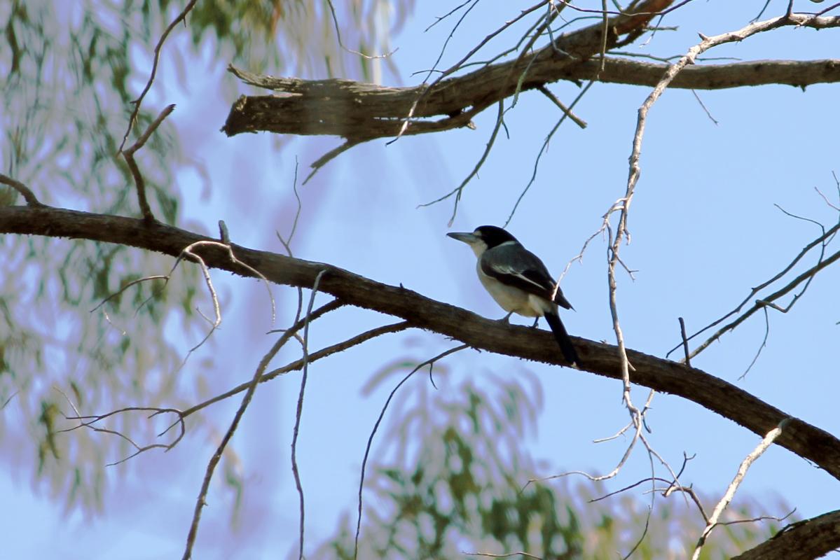 Grey Butcherbird (Cracticus torquatus)