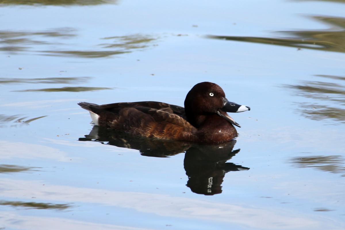 Hardhead (Aythya australis)