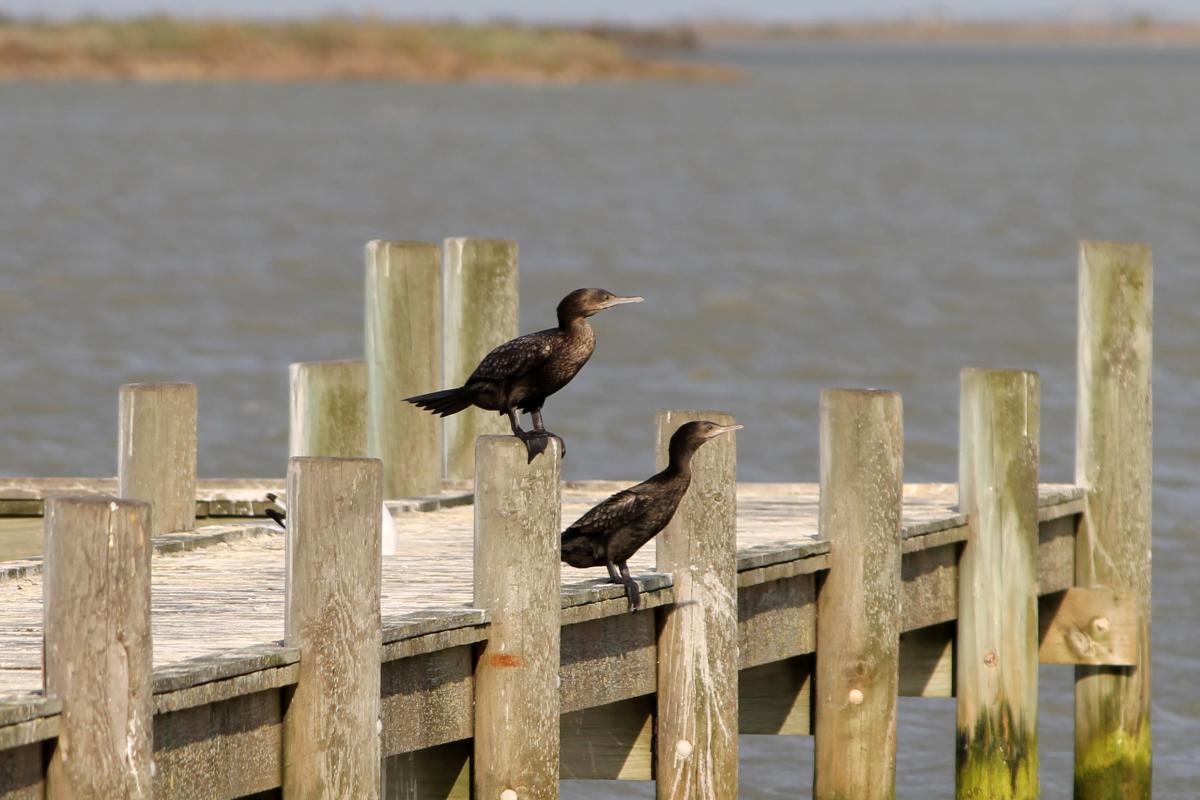 Little Black Cormorant (Phalacrocorax sulcirostris), Goolwa Channel Drive, Hindmarsh Island, South Australia, Australia, 2011-09-17 Little Black Cormorant (Phalacrocorax sulcirostris)
