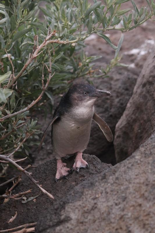 Little Penguin (Eudyptula minor)