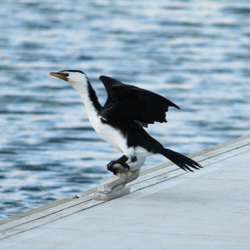 Little Pied Cormorant (Microcarbo melanoleucos)