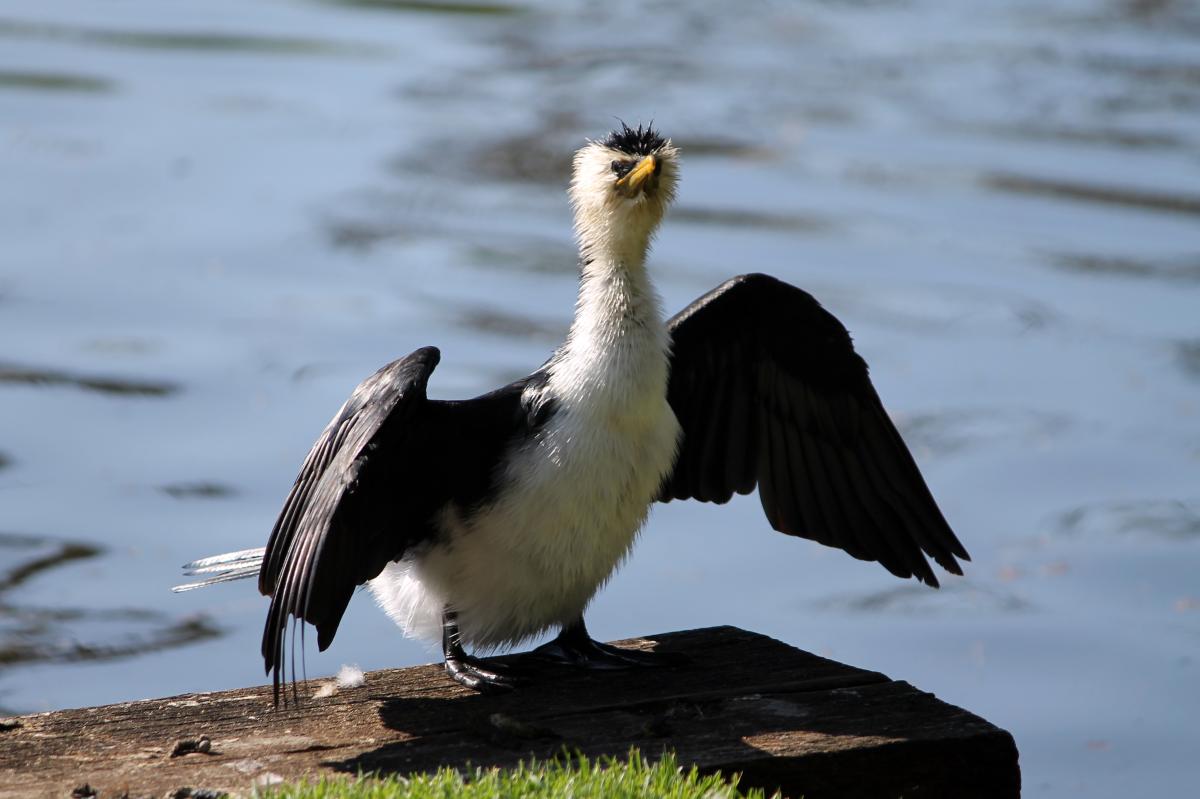 Little Pied Cormorant (Microcarbo melanoleucos)
