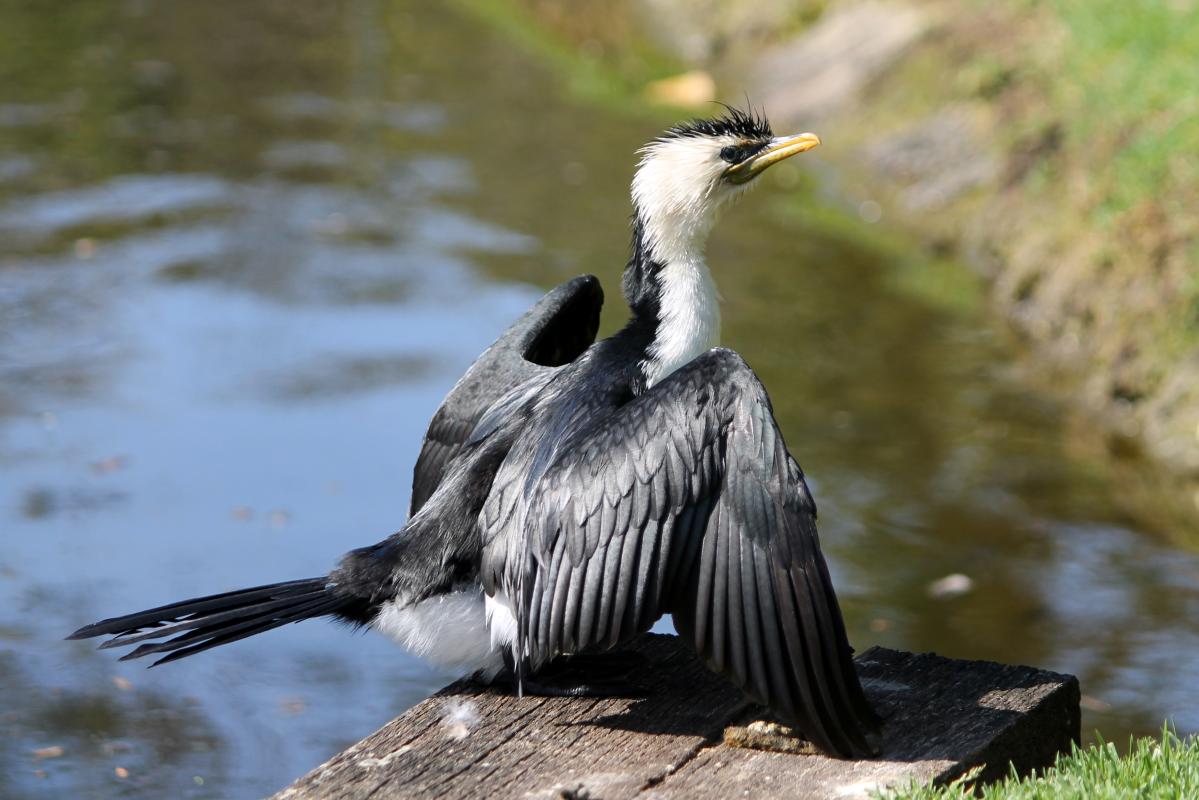 Little Pied Cormorant (Microcarbo melanoleucos), Elder Park, Adelaide, South Australia, Australia, 2011-09-18 Little Pied Cormorant (Microcarbo melanoleucos)