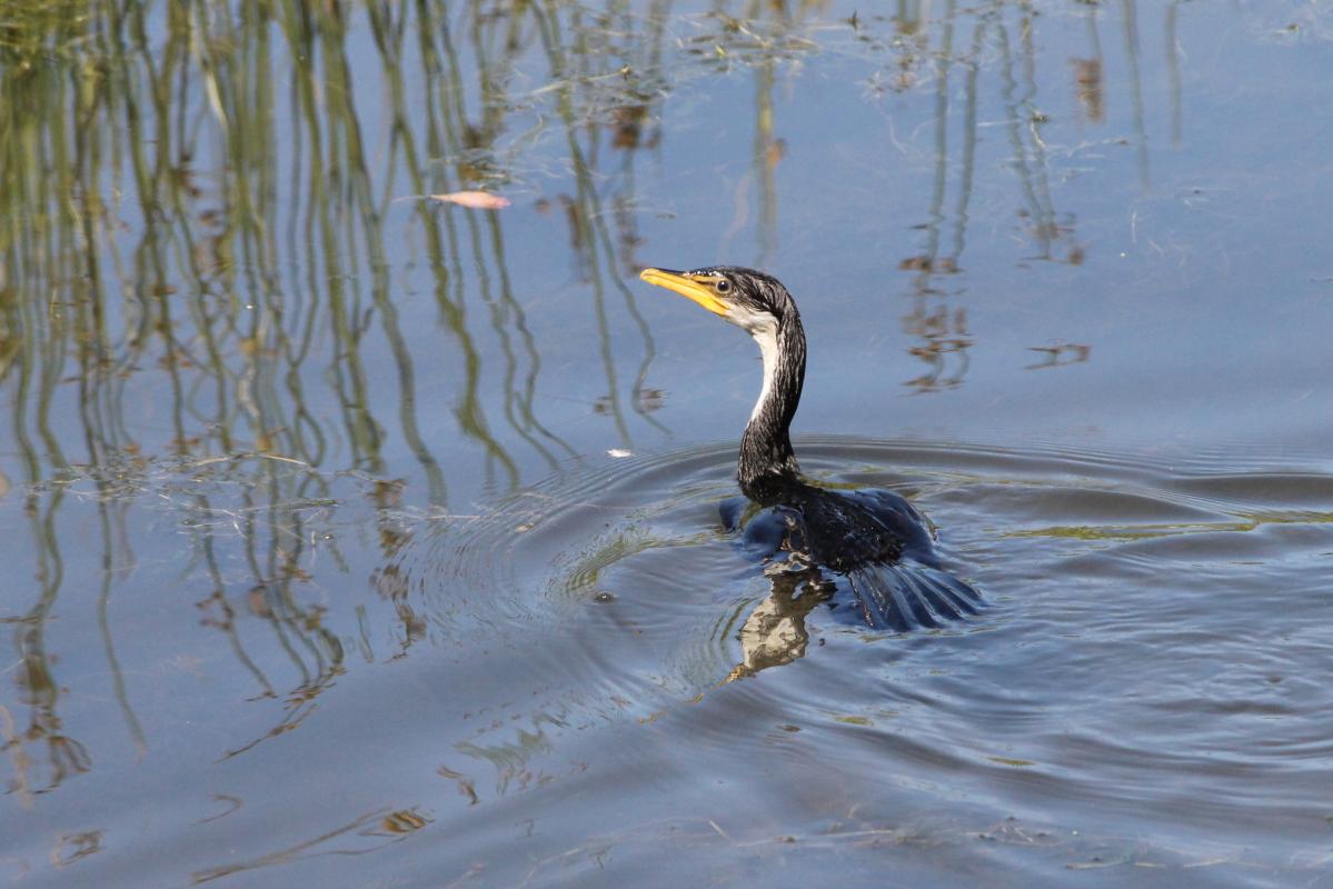 Little Pied Cormorant (Microcarbo melanoleucos), Elder Park, Adelaide, South Australia, Australia, 2011-11-27 Little Pied Cormorant (Microcarbo melanoleucos)