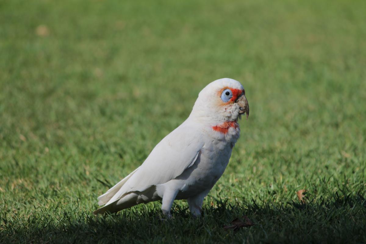 Long-billed Corella (Cacatua tenuirostris), Carriageway Park / Tuthangga (Pa, Adelaide, South Australia, Australia, 2011-06-19 Long-billed Corella (Cacatua tenuirostris)