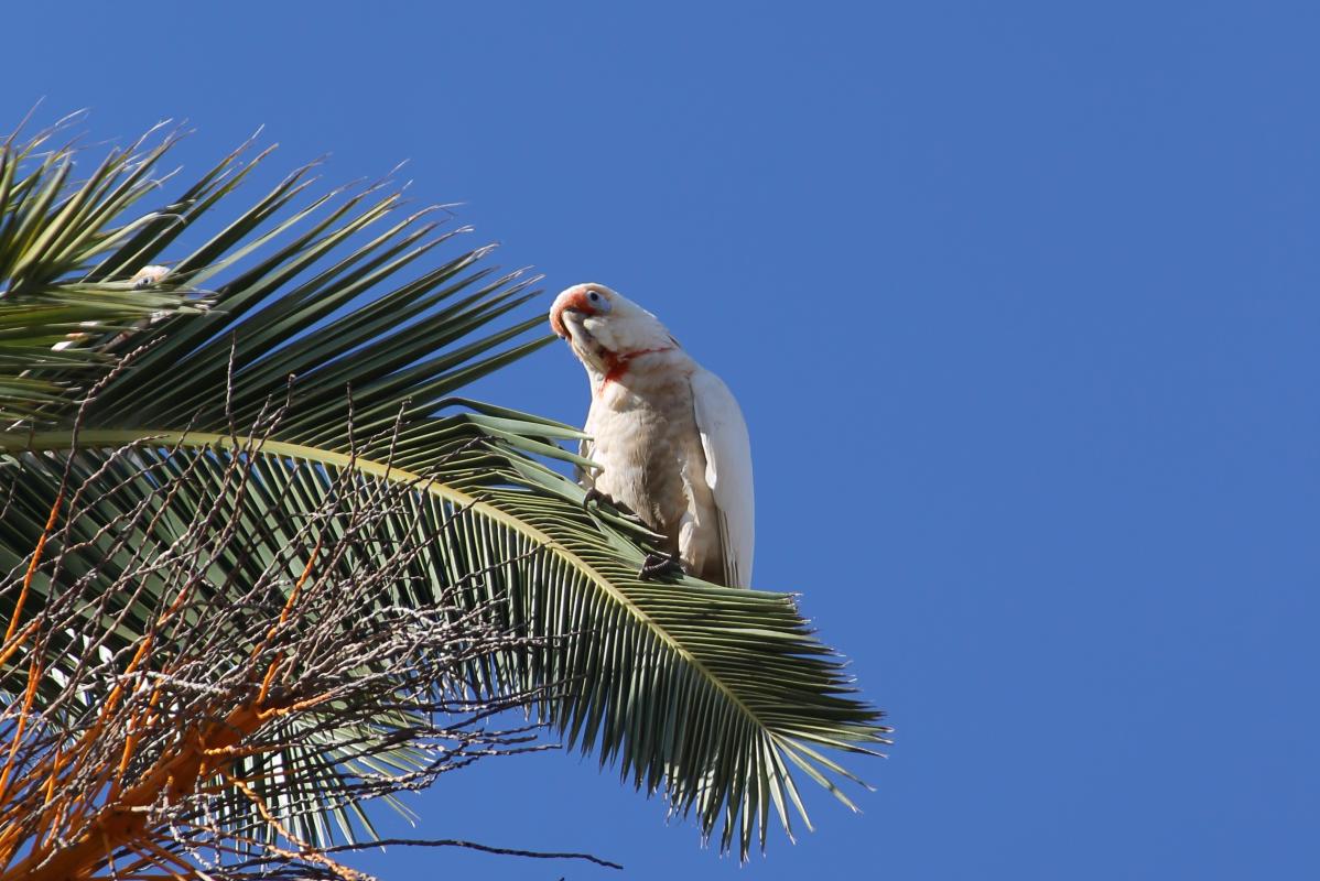 Long-billed Corella (Cacatua tenuirostris), Carriageway Park / Tuthangga (Pa, Adelaide, South Australia, Australia, 2011-08-03 Long-billed Corella (Cacatua tenuirostris)