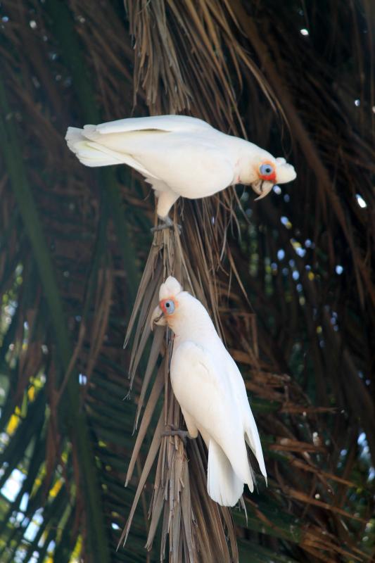 Long-billed Corella (Cacatua tenuirostris), Carriageway Park / Tuthangga (Pa, Adelaide, South Australia, Australia, 2011-08-03 Long-billed Corella (Cacatua tenuirostris)