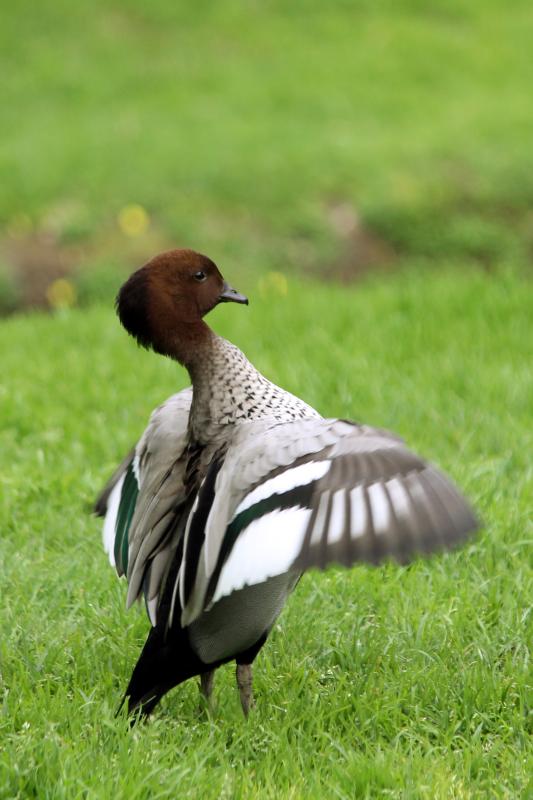 Australian Wood Duck (Chenonetta jubata)