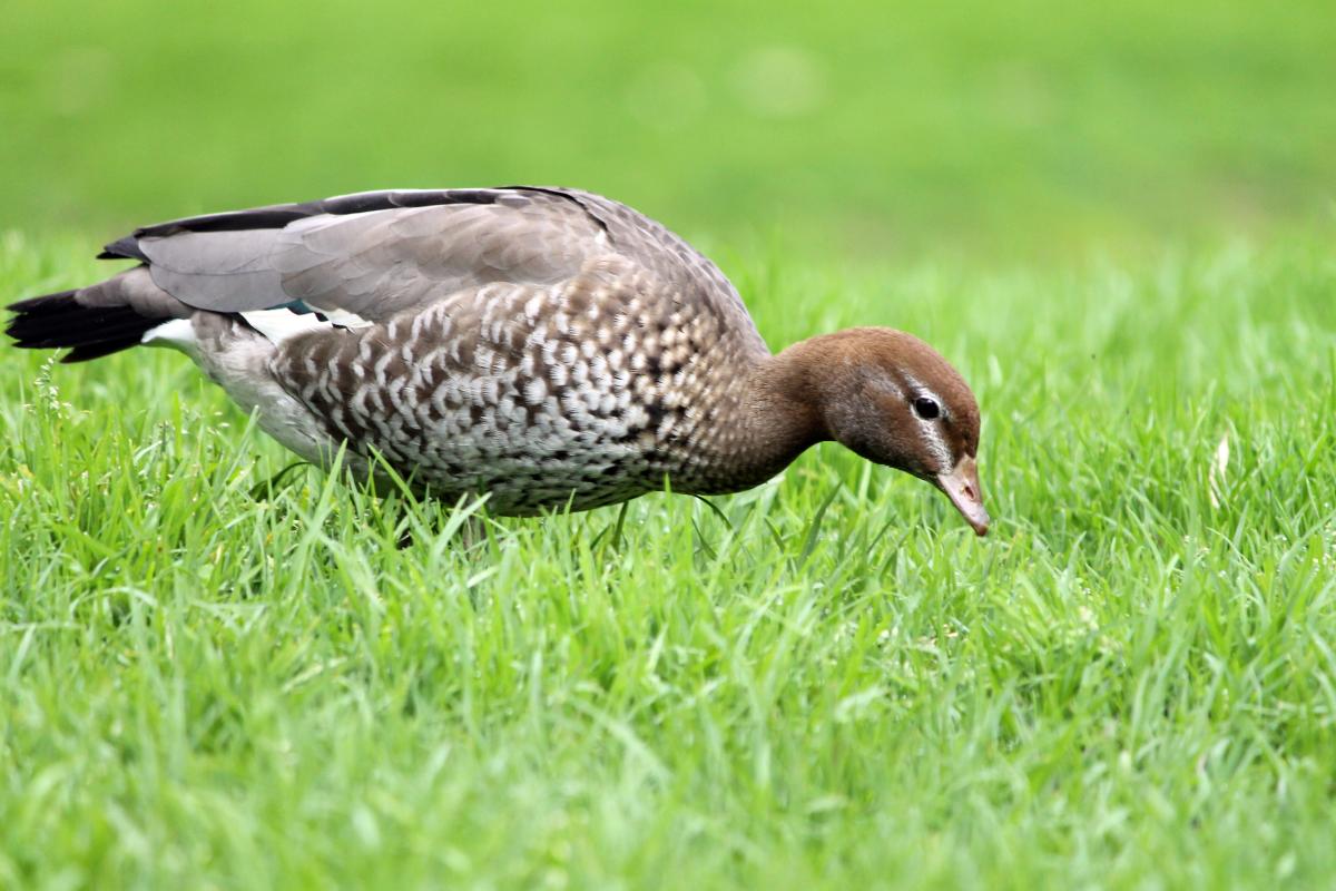 Australian Wood Duck (Chenonetta jubata)
