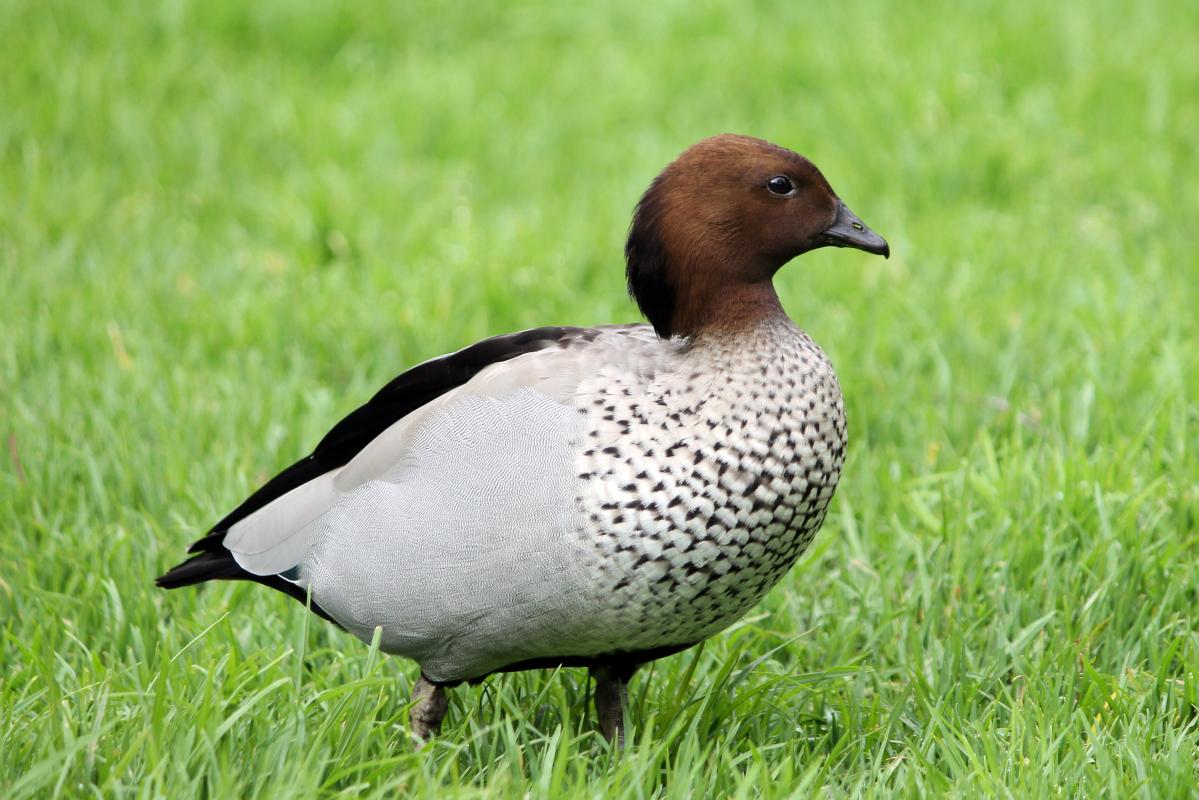 Australian Wood Duck (Chenonetta jubata)