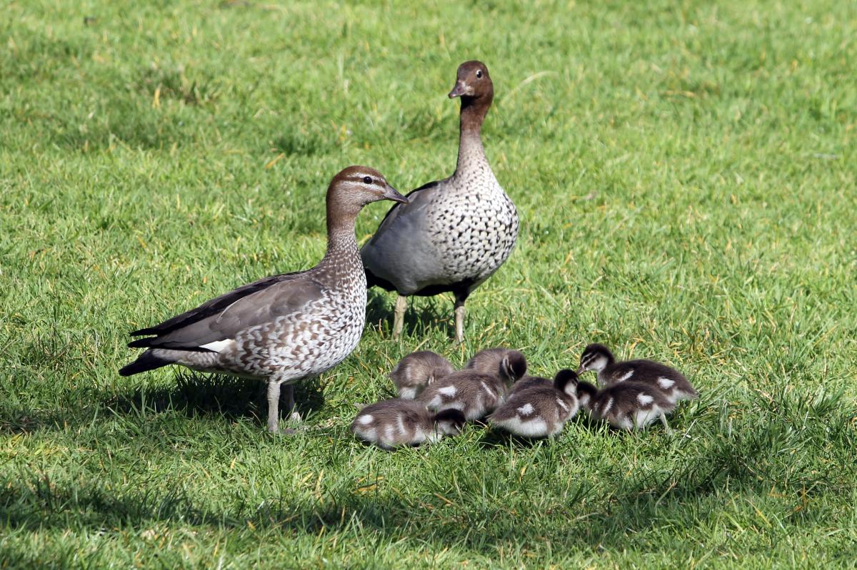 Australian Wood Duck (Chenonetta jubata)