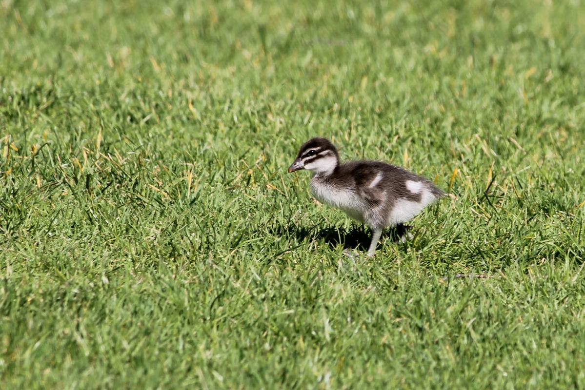 Australian Wood Duck (Chenonetta jubata)