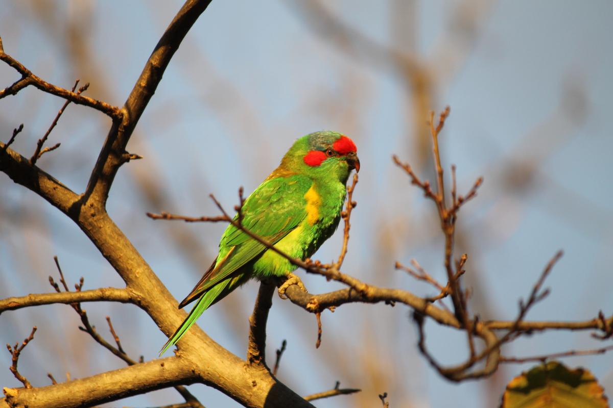 Musk Lorikeet (Glossopsitta concinna), Adelaide, Adelaide, South Australia, Australia, 2011-07-03 Musk Lorikeet (Glossopsitta concinna)