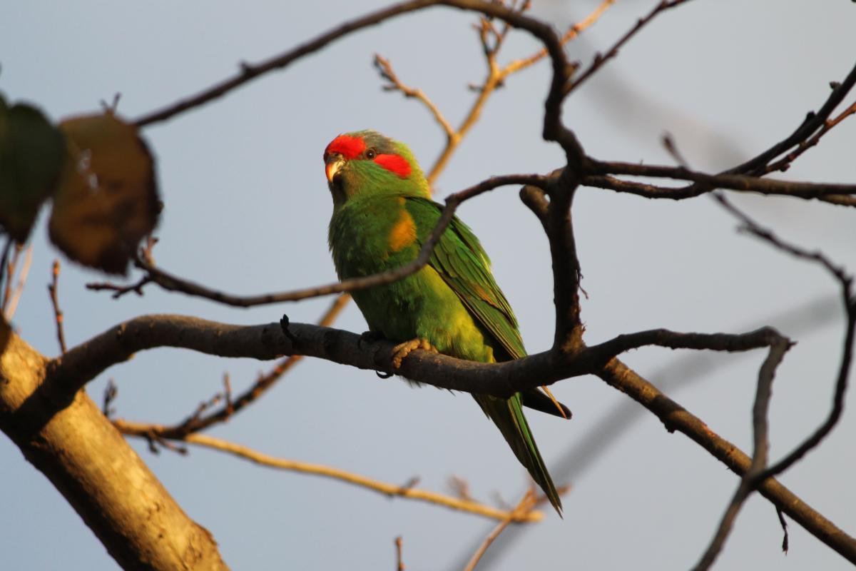 Musk Lorikeet (Glossopsitta concinna), Adelaide, Adelaide, South Australia, Australia, 2011-07-03 Musk Lorikeet (Glossopsitta concinna)