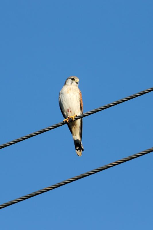Nankeen Kestrel (Falco cenchroides)