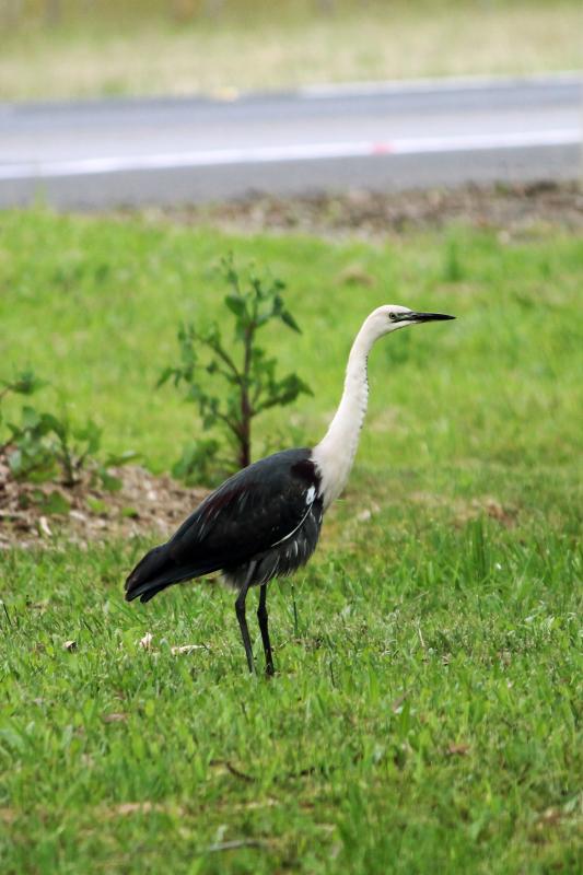 White-necked Heron (Ardea pacifica)