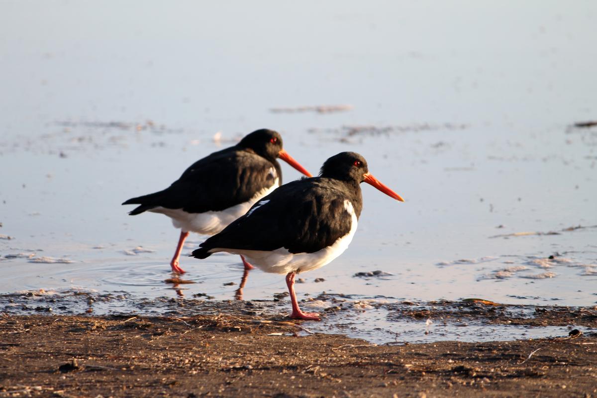 Pied Oystercatcher (Haematopus longirostris), Seagrass Lane, Middle Beach, South Australia, Australia, 2011-08-13 Pied Oystercatcher (Haematopus longirostris)