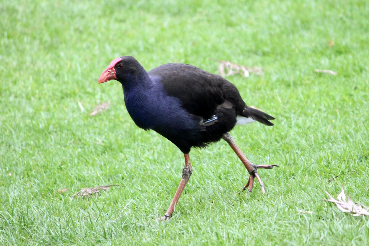 Purple Swamphen (Porphyrio porphyrio)