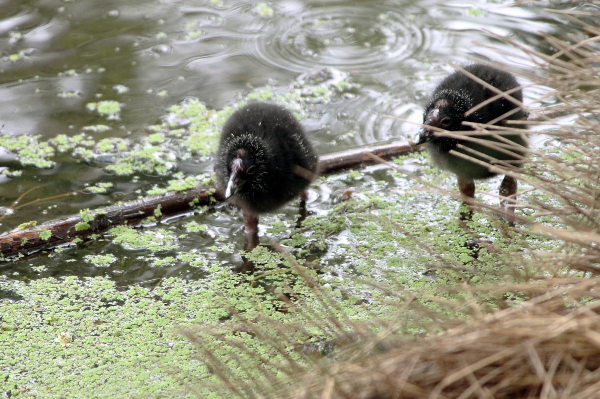 Purple Swamphen (Porphyrio porphyrio)